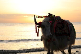 夕阳下海边的驮物骆驼