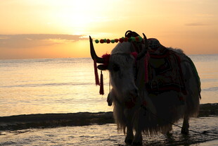 夕阳下海滩的驮物牦牛