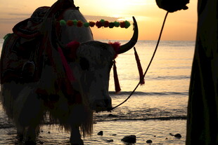 夕阳下海边的装饰牛