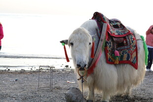 海边装饰精美的白色牦牛