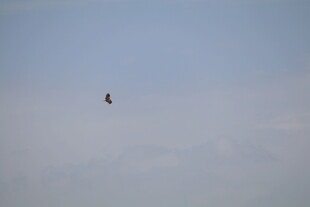 天空中飞翔的一只鸟