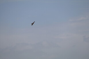 天空中翱翔的飞鸟