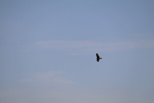 蓝天中翱翔的飞鸟