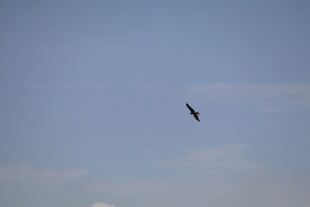 蓝天中翱翔的飞鸟