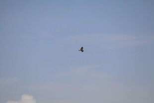 天空中飞翔的一只鸟