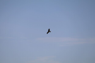 蓝天中翱翔的飞鸟