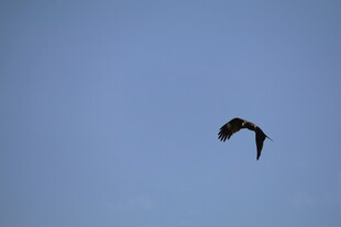 蓝天中翱翔的飞鸟