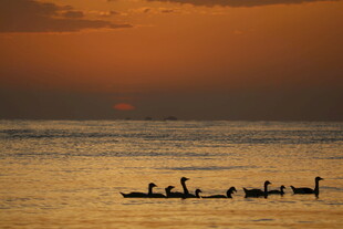 夕阳下湖面的划艇队伍