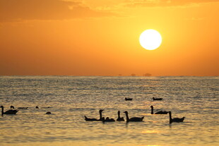 夕阳下海面的天鹅群