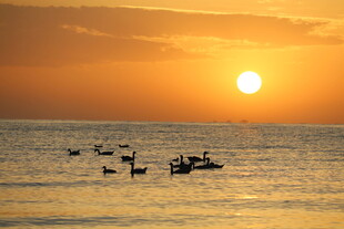 夕阳下海上的皮划艇运动