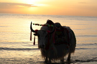 夕阳下海边的牦牛