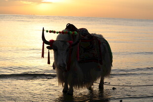 夕阳下海边的牦牛