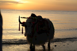 夕阳下牛在海边的身影