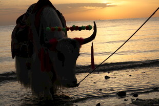 夕阳下海边的装饰牛
