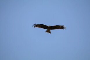 翱翔蓝天的雄鹰