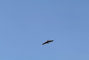 蓝天中翱翔的飞鸟