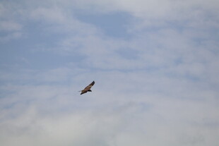 天空中飞翔的一只鸟