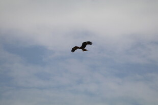 天空中翱翔的飞鸟