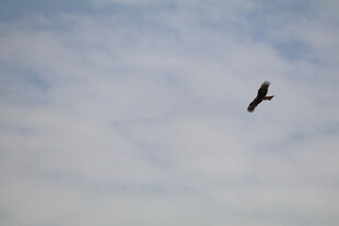 天空中翱翔的飞鸟