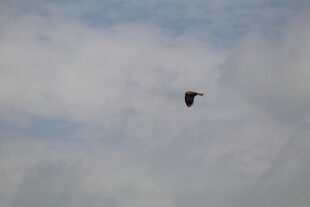 天空中飞翔的黑色鸟儿