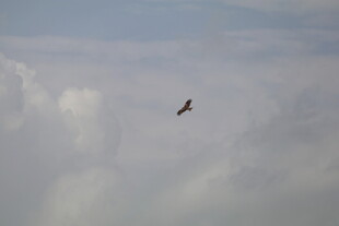 天空中翱翔的飞鸟