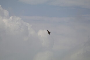 天空中翱翔的飞鸟