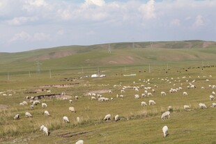 草原羊群风景图