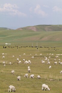 草原羊群风景图