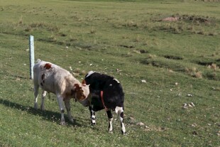 草原上的两头牛在吃草