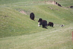 草原上的牦牛群
