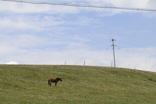 草原上独行的骏马