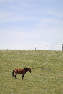 草原上的独行骏马