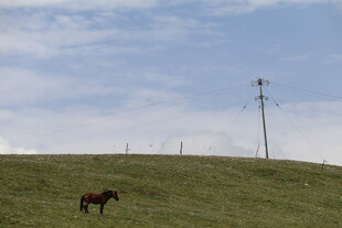 草原上独行的骏马
