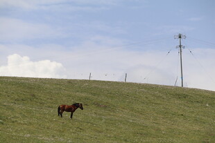 草原上的独行马