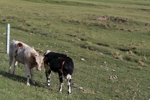 草原上的黑白两色羊