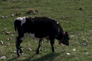 草原上低头吃草的黑白牛