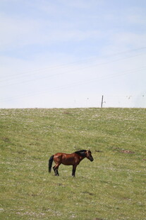 草原上独行的骏马