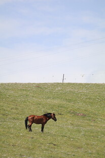 草原上独行的骏马