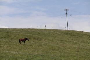 草原上独行的骏马