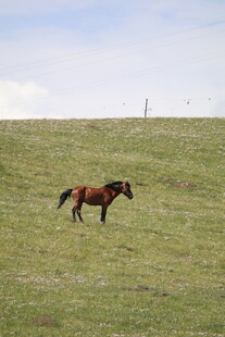 草原上独行的骏马