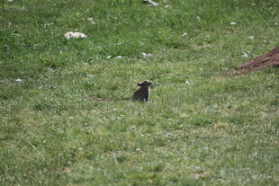 草地上的孤独小鸟