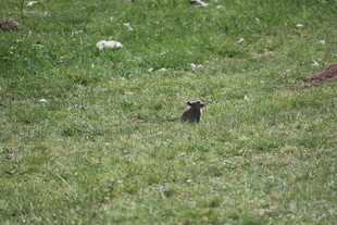 草地上的站立小动物