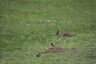 草原上的鸟儿与土堆
