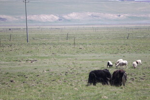 草原上的几头牲畜