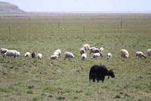 草原上的羊群与黑色牦牛
