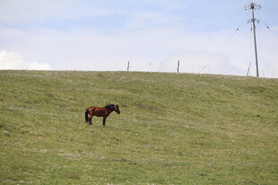 草原上独自站立的骏马