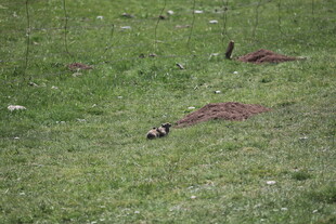 草地上的动物与土堆
