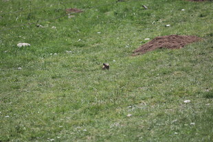 草地上的土堆与小物体