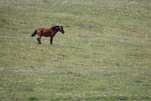 草原上独行的骏马