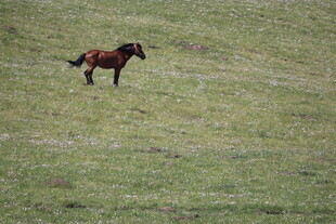 草原上奔跑的骏马